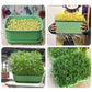 🏆 Last Day Special Price £9.99 ! 🔥Buy 3 Get 1 Free🔥Stackable Bean Sprout Growing Box