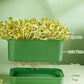 🏆 Last Day Special Price £9.99 ! 🔥Buy 3 Get 1 Free🔥Stackable Bean Sprout Growing Box