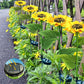 🌻 65% OFF FLASH SALE ! ⚡ Sunflower Solar Garden Stake LED Lights – Auto Solar Charging, Weather-Resistant, Glowing Decor for Yard 🪴