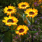 ⏳Time-limited Special⏰Sunflower Solar Garden Stake Led Lights🌻
