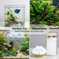 🏆 Last Day Special Price £9.77 ! 🔥Buy 2 Get 1 Free🎁Aquarium Green Water & Moss Eliminator