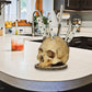 🏆 LIMITED-TIME 50% OFF! 💀 Creative Skull Resin Knife Holder 🗡️