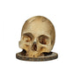 🏆 LIMITED-TIME 50% OFF! 💀 Creative Skull Resin Knife Holder 🗡️